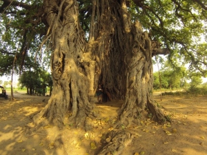 The 1000rupee tour package: One of the oldest tree in Bohdgaya